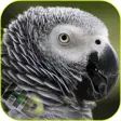 Icon of program: Parrots Video Live Wallpa…