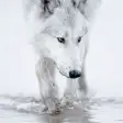 Icon of program: Wolves live wallpaper