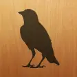 Icon of program: Blackbird