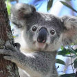 Icon of program: Talking Koala Bear