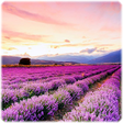 Icono de programa: Free Jigsaw Puzzles