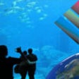 Icon of program: Aquarium Videos