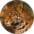 Icon of program: Jaguar (Animal) Sounds