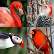 Icono de programa: Bird World - Quiz about F…