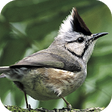Icon of program: Taiwan Birds
