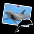Icon of program: Dolphin wonderful
