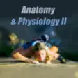 Icon of program: Anatomy & Physiology II