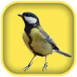 Icon of program: Bird Whistling Sounds