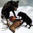 Icon of program: 2016 Black Panther Simula…