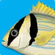 Icon of program: Marine Fishes - Identific…