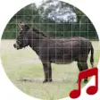 Icon of program: Donkey sounds ~ Sboard.pr…