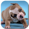 Icon of program: Cute Puppies Video Wallpa…
