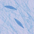 Icon of program: Microbiology and Immunolo…