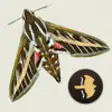 Icon of program: Moths of Britain & Irelan…