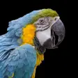 Icon of program: Parrots 2.0