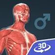 Icon of program: Human body (male) 3D
