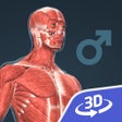 Icon of program: Human body (male) 3D