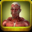 Icon of program: Muscle Trigger Points - V…