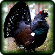 Icono de programa: Turkey Hunting Calls Free