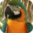 Icon of program: Parrot Live Wallpaper