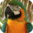 Icon of program: Parrot Live Wallpaper