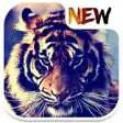 Icon of program: Tiger Wallpaper