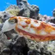 Icon of program: Beautiful Sea Animals and…
