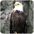 Icono de programa: Eagle Bird Simulator Flig…