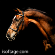 Icono de programa: game horse