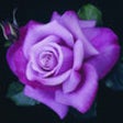 Icon of program: LOVE 100: Best App Of Bea…