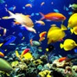 Icon of program: Sea Life Videos - Ocean &…
