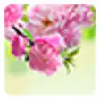 Icon of program: Sakura Live Wallpaper