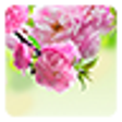Icon of program: Sakura Live Wallpaper