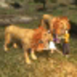 Icono de programa: Lion Attack 3D Simulator
