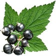 Icon of program: Edible Plant Guide