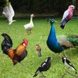 Icon of program: Bird Sounds