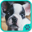 Icono de programa: Cute Dog Games free