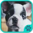 Icon of program: Cute Dog Games free