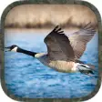 Icon of program: Goose Hunting Calls
