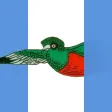 Icon of program: Quetzales
