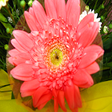 Icon of program: Kota Daisy Reader