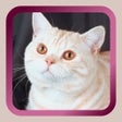 Icon of program: Kitty Cat Mah Jongg Solit…