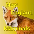 Icon of program: New England Mammals