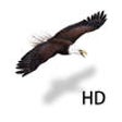 Icon of program: Birds Kingdom Free