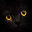 Icon of program: Blackcatcard