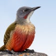 Icon of program: Sasol eBirds 5th Edition