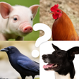 Icon of program: Animal Name Filter Challe…