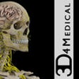 Icon of program: Brain and Nervous System …