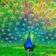 Icon of program: Peacocks Live Wallpapers