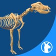 Icon of program: EasyAnatomy: 3D Canine An…